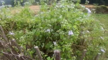 Assam 'daki köyün güzel beyaz çiçek çalılıklarına yakın. Assam, Hindistan