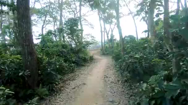Andare Bicicletta Una Piccola Strada Che Attraversa Foresta Majuli India — Video Stock
