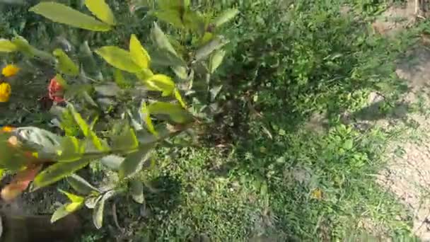 Флора Фауна Фумди Плавучие Растения Манипур — стоковое видео