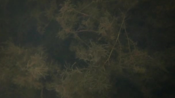 雨の間に湖の中を見る ロクタ マニプール — ストック動画