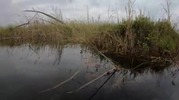 Закрыть Вид Фауну Плавающие Растения Озеро Татак Пур — стоковое видео