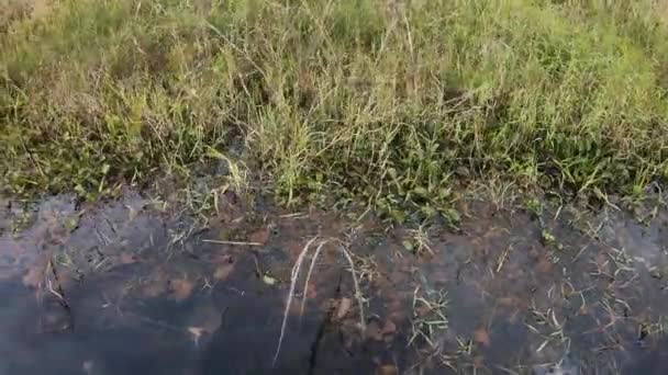 Mudando Entre Phumdis Loktak Lago — Vídeo de Stock