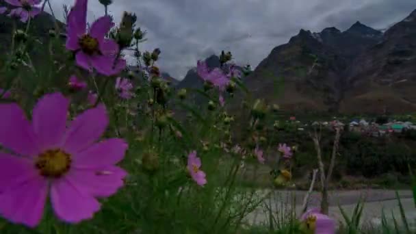 Himalayalar Pembe Çiçek — Stok video