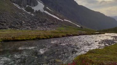 Himalayalar 'da gün batımında nehrin yanında kızıl yabani çiçek.
