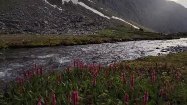 Himalayalar 'daki kırmızı kır çiçeklerinin üzerinde zaman kavramı