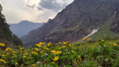 Himalayalar 'da günbatımında yaban sarı çiçekleri