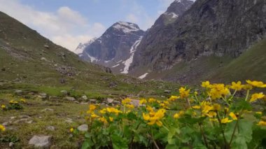 Himalayalar 'da Hampta Yolu' ndaki vahşi sarı çiçeğin üzerinde çadır kurma zamanı.