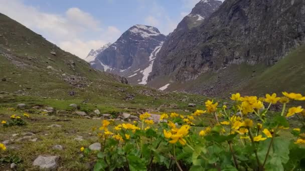 Timelapse Tienda Lanzando Sobre Flor Amarilla Salvaje Pista Hampta Himalayas — Vídeo de stock