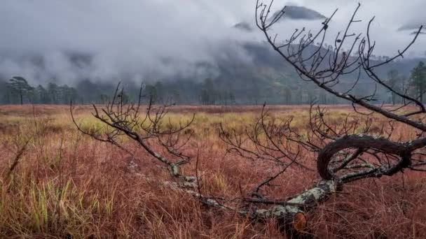 阿努纳恰尔市一棵枯树的雾化时间 — 图库视频影像