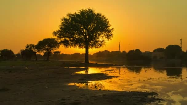 印度拉贾斯坦邦 落日在一棵树后的时间 — 图库视频影像