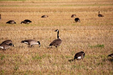 Yaban kazı ve yaban ördekleri, 2023 yazında, Almanya 'nın kuzeybatısındaki bir tarlada, bölge büyükelçiliğinde ve daha düşük saksafonunda..