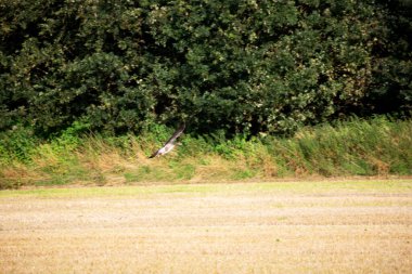 Yaban kazı ve yaban ördekleri, 2023 yazında, Almanya 'nın kuzeybatısındaki bir tarlada, bölge büyükelçiliğinde ve daha düşük saksafonunda..