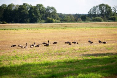 Yaban kazı ve yaban ördekleri, 2023 yazında, Almanya 'nın kuzeybatısındaki bir tarlada, bölge büyükelçiliğinde ve daha düşük saksafonunda..