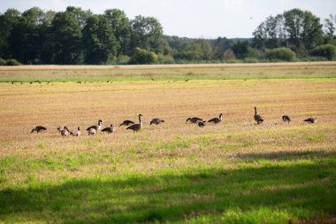 Yaban kazı ve yaban ördekleri, 2023 yazında, Almanya 'nın kuzeybatısındaki bir tarlada, bölge büyükelçiliğinde ve daha düşük saksafonunda..