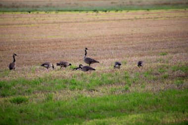 Yaban kazı ve yaban ördekleri, 2023 yazında, Almanya 'nın kuzeybatısındaki bir tarlada, bölge büyükelçiliğinde ve daha düşük saksafonunda..