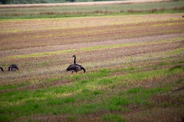 Yaban kazı ve yaban ördekleri, 2023 yazında, Almanya 'nın kuzeybatısındaki bir tarlada, bölge büyükelçiliğinde ve daha düşük saksafonunda..