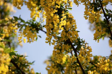 Viyana, Avusturya 'dan, Kahlenberg, Avusturya' dan, güneşli bir bahar gününde tatil sırasında çekilmiş bir manzara.