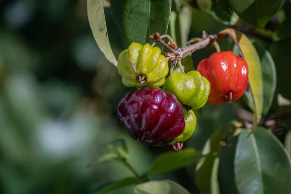 Pitanga Detail Tropical Fruit Commonly Known Suriname Cherry Brazilian Cherry — Stock Photo, Image