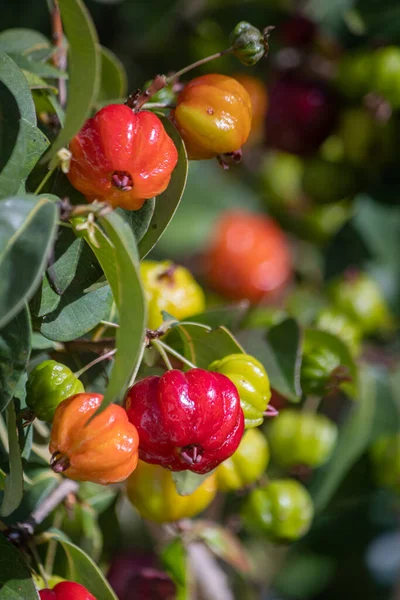 Pitanga Detail Tropical Fruit Commonly Known Suriname Cherry Brazilian Cherry Rechtenvrije Stockafbeeldingen