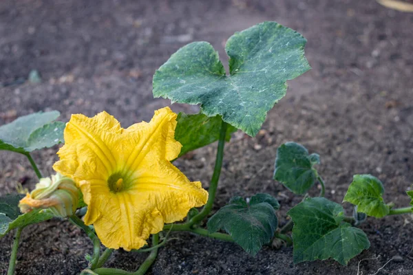 黄色の女性のカボチャの花の終わり 種Cucurbita Maxima 日光の間 有機庭園で — ストック写真