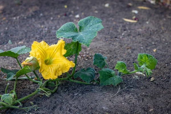 黄色の女性のカボチャの花の終わり 種Cucurbita Maxima 日光の間 有機庭園で — ストック写真