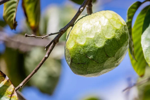 Cherimoya (Tür Annona cherimola), And Dağları ve Orta Amerika 'da ekili olduğu düşünülen, Ekvador ve Peru' ya özgü tropikal bir meyve olan Detail 'i kapatın.