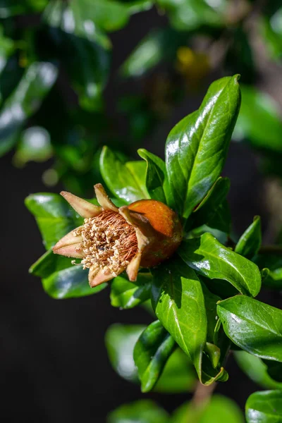 Detailní Záběr Mladé Granátové Jablko Rostoucí Stromě Druh Punica Granatum — Stock fotografie