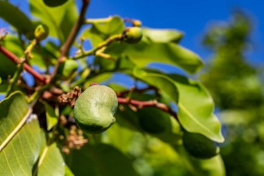 Mangifera indica tropikal ağacı tarafından üretilen yenilebilir bir meyve olan ağaçta yetişen genç mangoya yakından bakın. Güney Asya 'dan olduğuna inanılıyor.