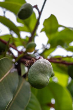 Mangifera indica tropikal ağacı tarafından üretilen yenilebilir bir meyve olan ağaçta yetişen genç mangoya yakından bakın. Güney Asya 'dan olduğuna inanılıyor.