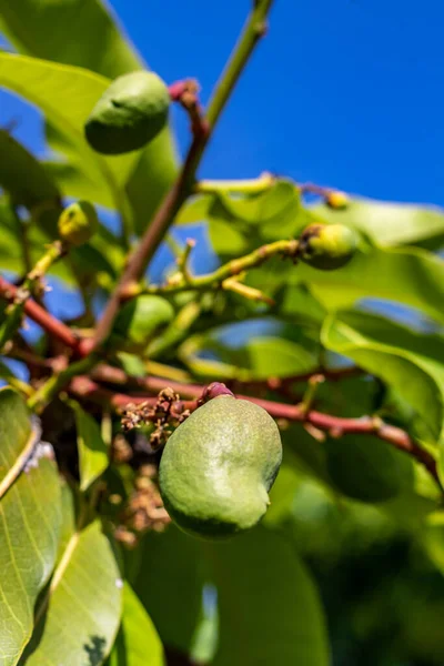 Mangifera Indica Tropikal Ağacı Tarafından Üretilen Yenilebilir Bir Meyve Olan — Stok fotoğraf