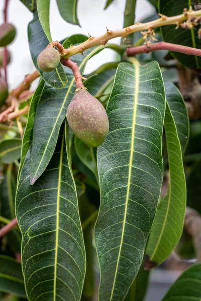 若いマンゴーの木 熱帯の木Mangifera指標によって生成される食用果物に成長の終わり 南アジア出身とされる — ストック写真