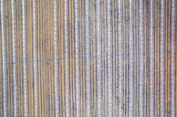 Drone Aerial Farmfield View Top Texture Background Shot Nakręcony Regionie — Zdjęcie stockowe