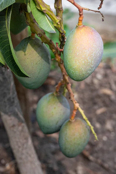 マンゴーの果実が木の上で熟すのを閉じ 熱帯の木Mangiferaインディカによって生産された食用果物です 南アジア出身とされる — ストック写真