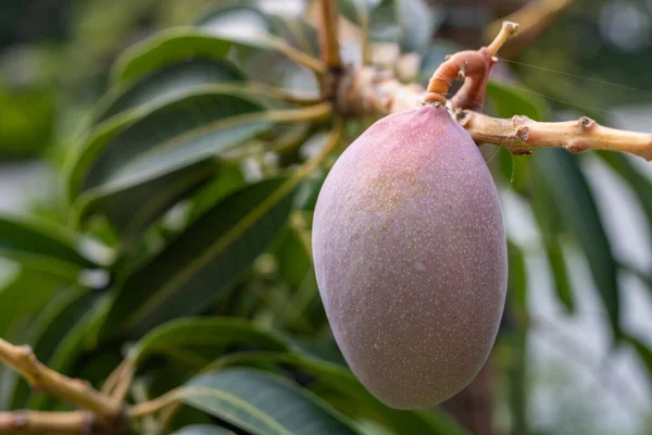 マンゴーの果実が木の上で熟すのを閉じ 熱帯の木Mangiferaインディカによって生産された食用果物です 南アジア出身とされる — ストック写真