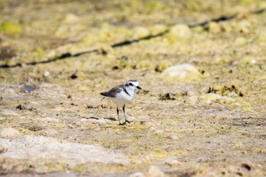 GREAT NATETESİ ÖNCE