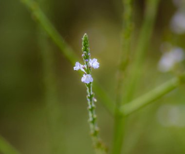 Serin (Serinus serinus), Fringillidae familyasından Avrupa, Kuzey Afrika ve Batı Asya 'ya özgü bir kuş türü. Tehlikede olmadığı ve Avrupa nüfusunun 17 ila 40 milyon arasında olduğu tahmin edilmektedir..