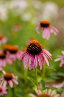 a pink coneflower in a flower garden