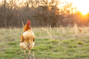 Akşam öten altın bir horoz.