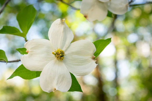 Una Flor Árbol Cornejo Blanco Bosque Primavera Imagen de archivo
