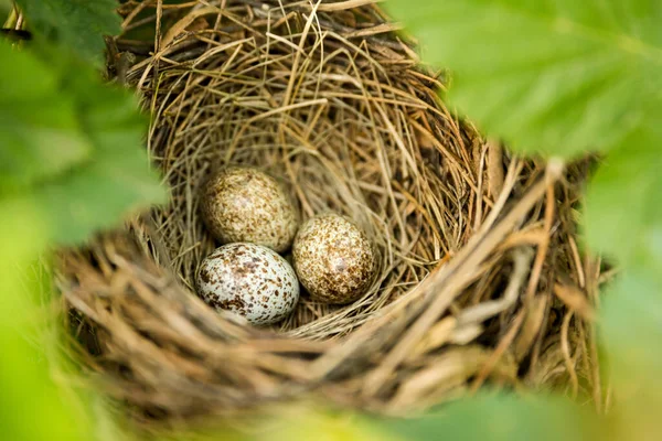 Ein Nest Aus Drei Kardinalen Eiern Mit Grünen Blättern — Stockfoto