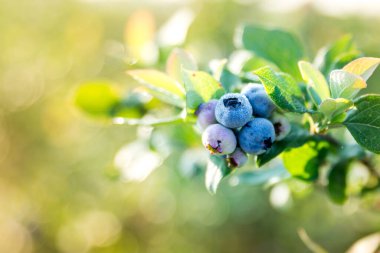 Bir dalda taze böğürtlen yakın plan