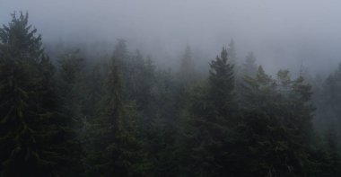 Fog in pine spruce forest, overcast wet weather landscape nature