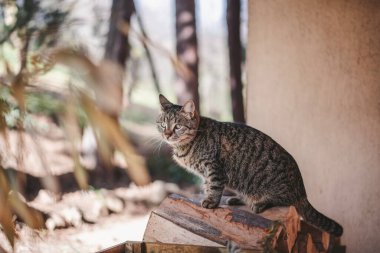 Portrait of a cute gray cat standing on a pile of firewood on the terrace of house