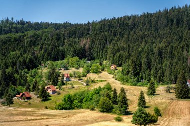 Village houses in a clearing in a pine hilly forest, Tara reserve in Serbia
