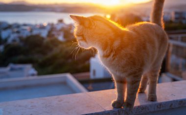 Cute red cat sitting on the roof and looking at the sunset over the city