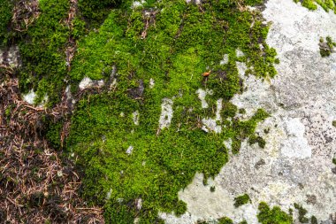Bright green moss on a stone in the forest. Abstract nature forest 