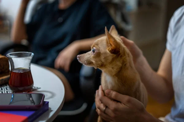 Cute purebred dog toy terrier in the arms of the hostess, sitting at a table with people