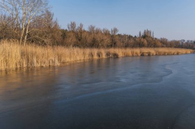 Spring beautiful sunny landscape. Shore of an ice-covered lake with dry reeds on shore