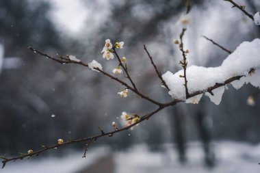 Blooming apple tree under snowfall. Spring landscape and weather concept