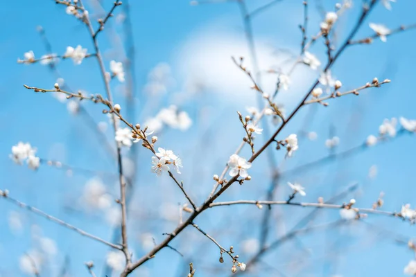 Vacker Ljus Vår Bakgrund Blommande Plommonträd Mot Den Blå Himlen — Stockfoto